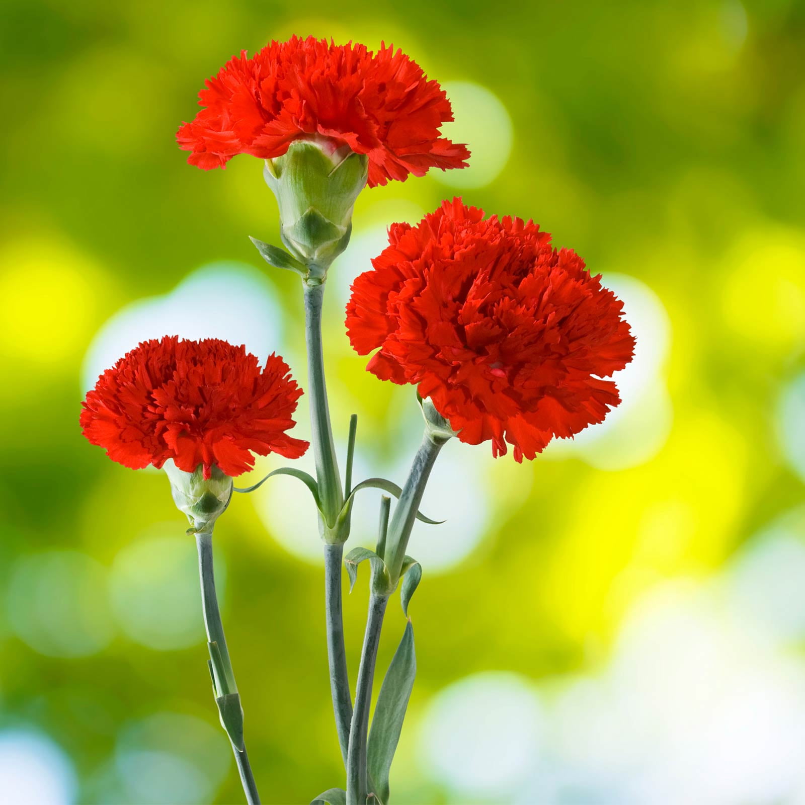 Green Carnation Flowers 175 stems