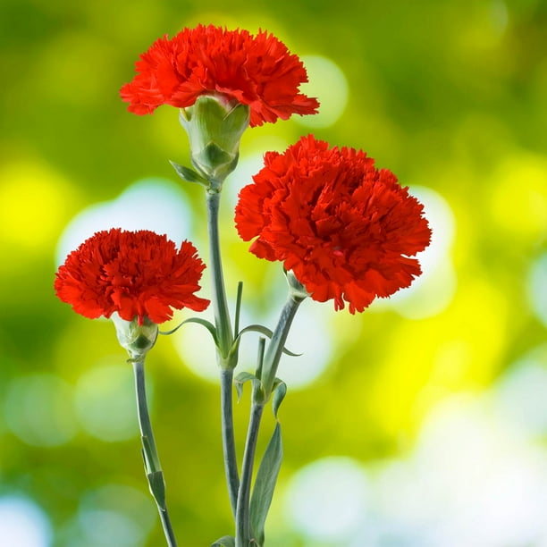 Carnation Flower Garden Seeds - CanCan Scarlet - 100 Seeds - Annual