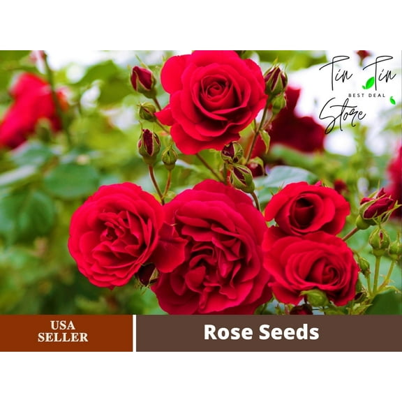 PEMDASGARDEN 30 Red Rose Flower Seeds (4 Pack), Perennial