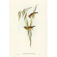 thumbnail image 2 of Gould, John 13x18 Gold Ornate Wood Framed with Double Matting Museum Art Print Titled - Red-throated Honey-eater-Entomophila rufogularis, 2 of 4
