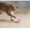 Pink, variant on Cat Toys Bell Ball Large 3.1in Interactive Pet Toy Ball Kitten-Play Toys Sound Making Ball Cat Supplies Entertainment Accessories, 1Pcs, Blue