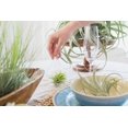 White Beach Flat Bottom Terrarium Sets Wholesale Bulk Tillandsia