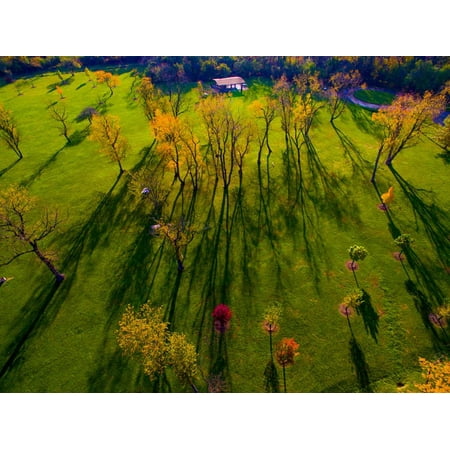 Aerial view of autumn trees, Forest Preserve, Fall Foliage, Cook County, Illinois, USA Print Wall