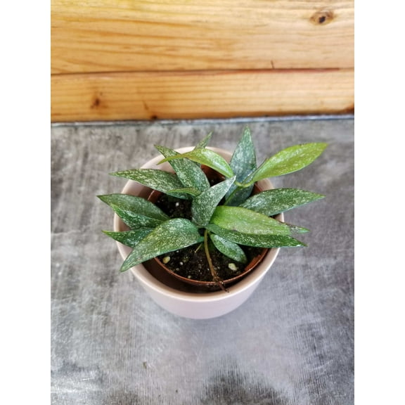 Hoya Parviflora Splash, 2" Plant, The Plant Farm