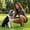 M, variant on Toycle Pet Noise Reduction Ear Muffs Voice Insulation Dog Calming Head Wrap Cosy Elastic Anxiety Relief Ear Cover Block Noisy Sounds Stress Suit For All Size Dogs M