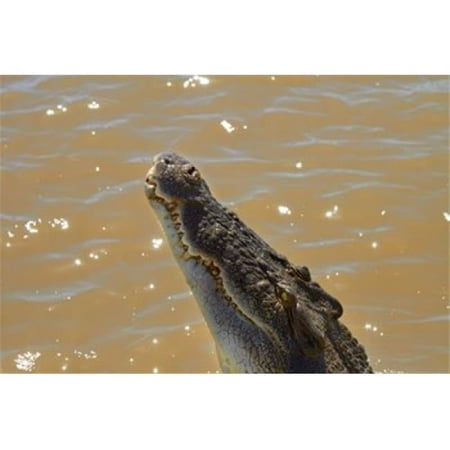 Jumping Crocodile Cruise Adelaide River Australia Poster Print by David Wall - 26 x 18 in.
