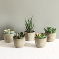 thumbnail image 3 of Conjunto de 5 macetas decorativas con suculentas artificiales, ideal para dar un toque natural a tu hogar. Perfectas para estanterías, mesas y regalos. ¡Sin necesidad de riego!, 3 of 6
