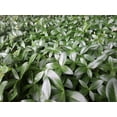 200-myrtle-vinca-minor-periwinkle-ground-cover-for-landscaping-free