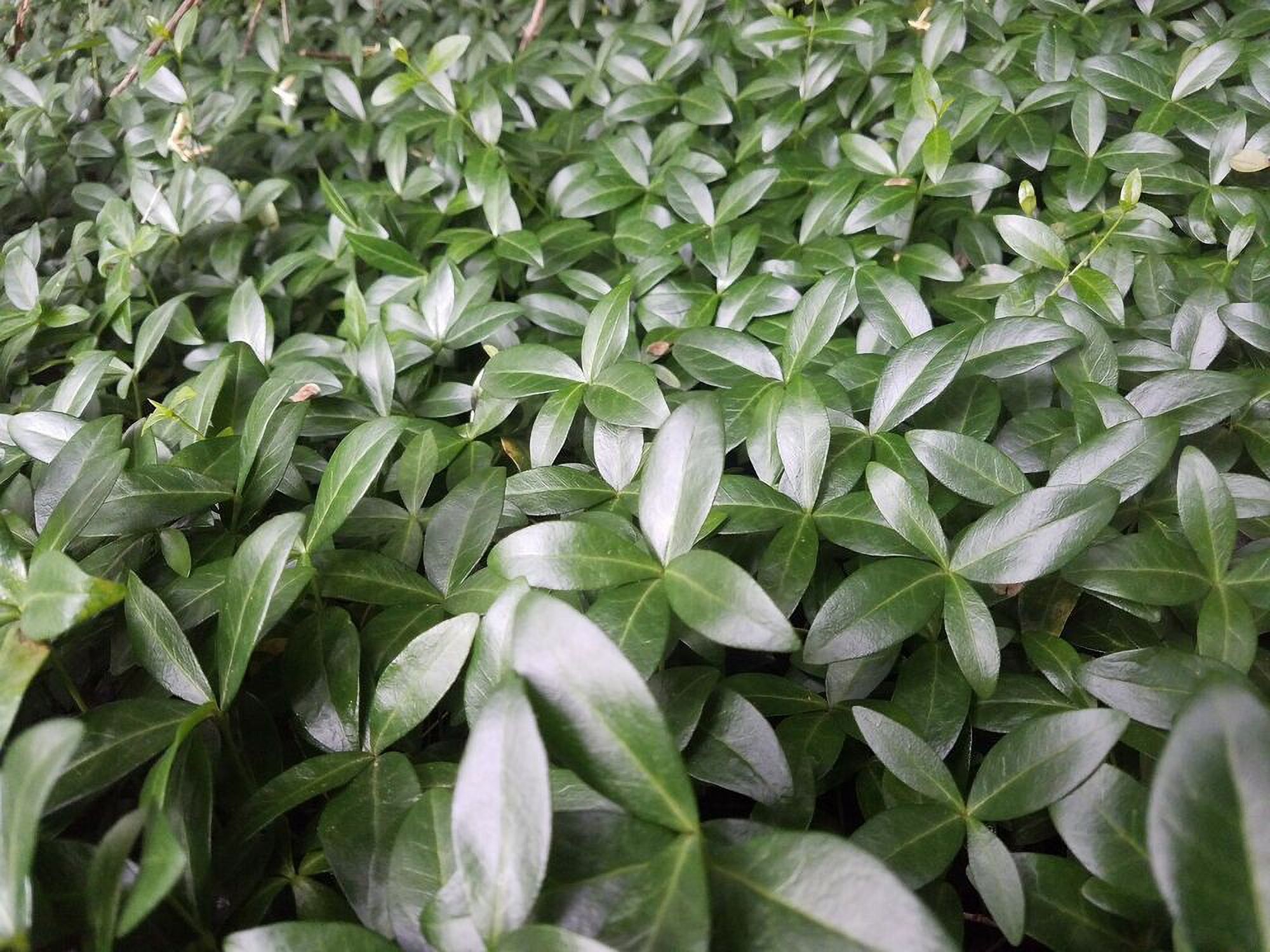 200 Myrtle Vinca Minor Periwinkle Ground Cover For Landscaping FREE 200 Myrtle Vinca Minor Periwinkle Ground Cover For Landscaping FREE