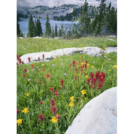 - Boulders Amid Wildflowers, Ryder Lake, High Uintas Wilderness, Wasatch National Forest, Utah, USA Print Wall Art By Scott T. Smith