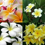 "JD Son Seeds Company" Mixed Plumeria Magic - Start with 15 Lei Flower Frangipani Seeds for Your Garden