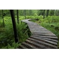 thumbnail image 2 of Anon, Ellen 14x11 Gold Ornate Wood Framed with Double Matting Museum Art Print Titled - Canada, New Brunswick Log walkway in forest, 2 of 4