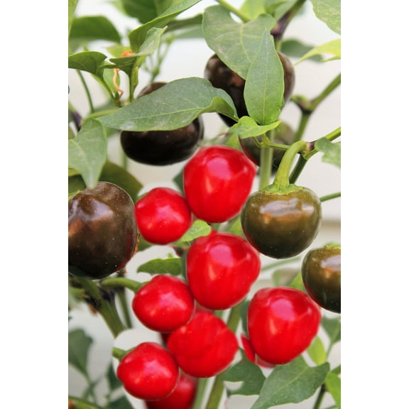 Joes Round Italian Pepper! 20 Heirloom Seeds
