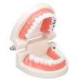 thumbnail image 3 of Modelo De Caries Dental, Enfermedad Dental Caries Modelo De Dientes Resina Simulación Enseñanza Prop Modelo De Dientes Dentales Para La Educación Del Estudiante Del Paciente, 3 of 5