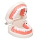 thumbnail image 5 of Modelo De Dientes De Enfermedades, Enseñanza De Educación Educación De Apoyo Ligero Modelo De Dientes Estructura Clara Para Estudiantes Para Hospital, 5 of 7