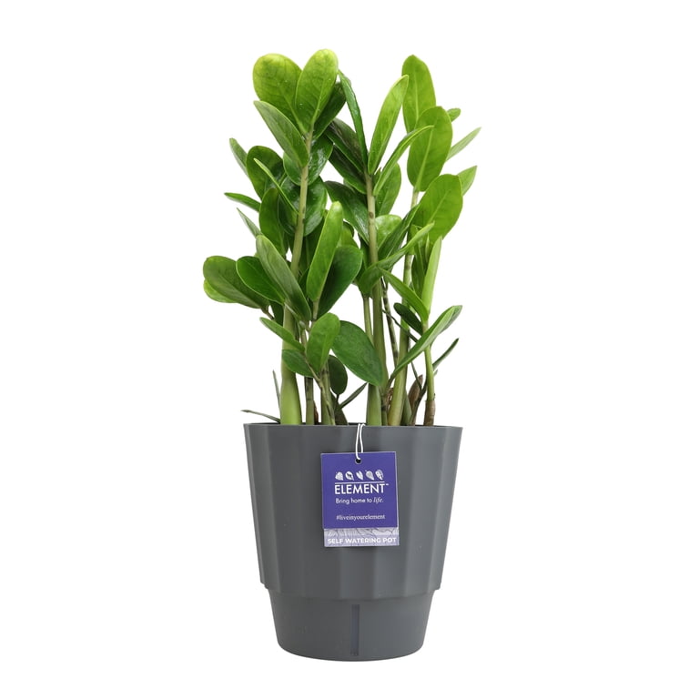 Element by Altman Plants 6in ZZ Plant in H20 Self Watering Pot