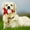 Red A, variant on Red ark Blue Red Christmas Bone Shaped Plush Dog Toy Soft Velvet With Squeaker Interactive Holiday Pet Decoration For Puppies