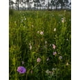 thumbnail image 2 of Richardson, Larry 12x14 Gold Ornate Wood Framed with Double Matting Museum Art Print Titled - Marsh Mallow blooms in a South Florida prairie, 2 of 4