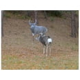 thumbnail image 3 of Montana Decoy Muley Buck Deer Decoy, 3 of 4