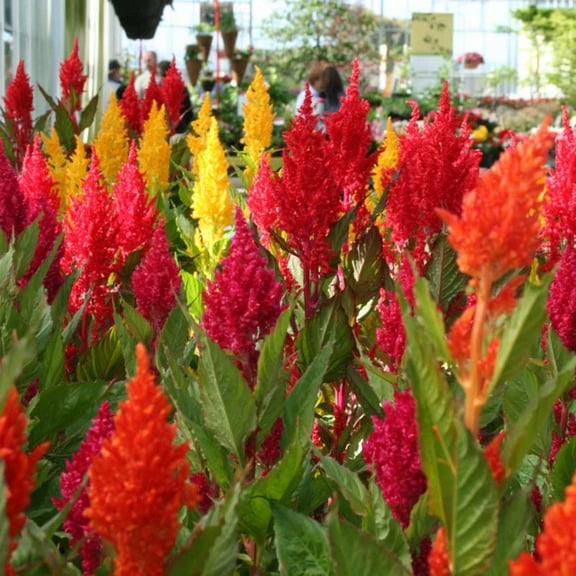 Celosia Seeds - Century Mix Variety Celosia Seeds - 50 Seeds