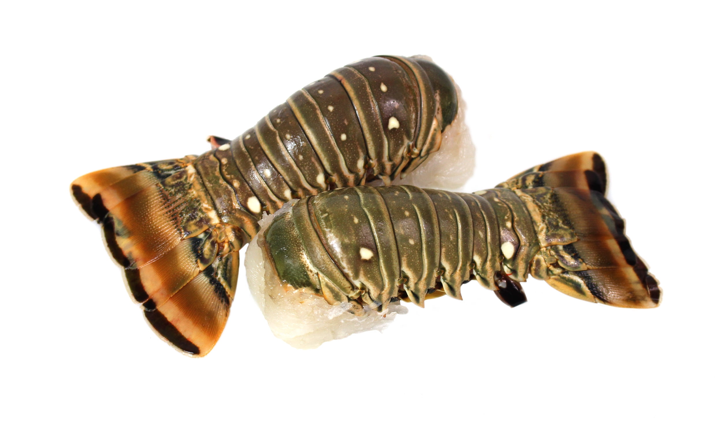 rock lobster tails for sale