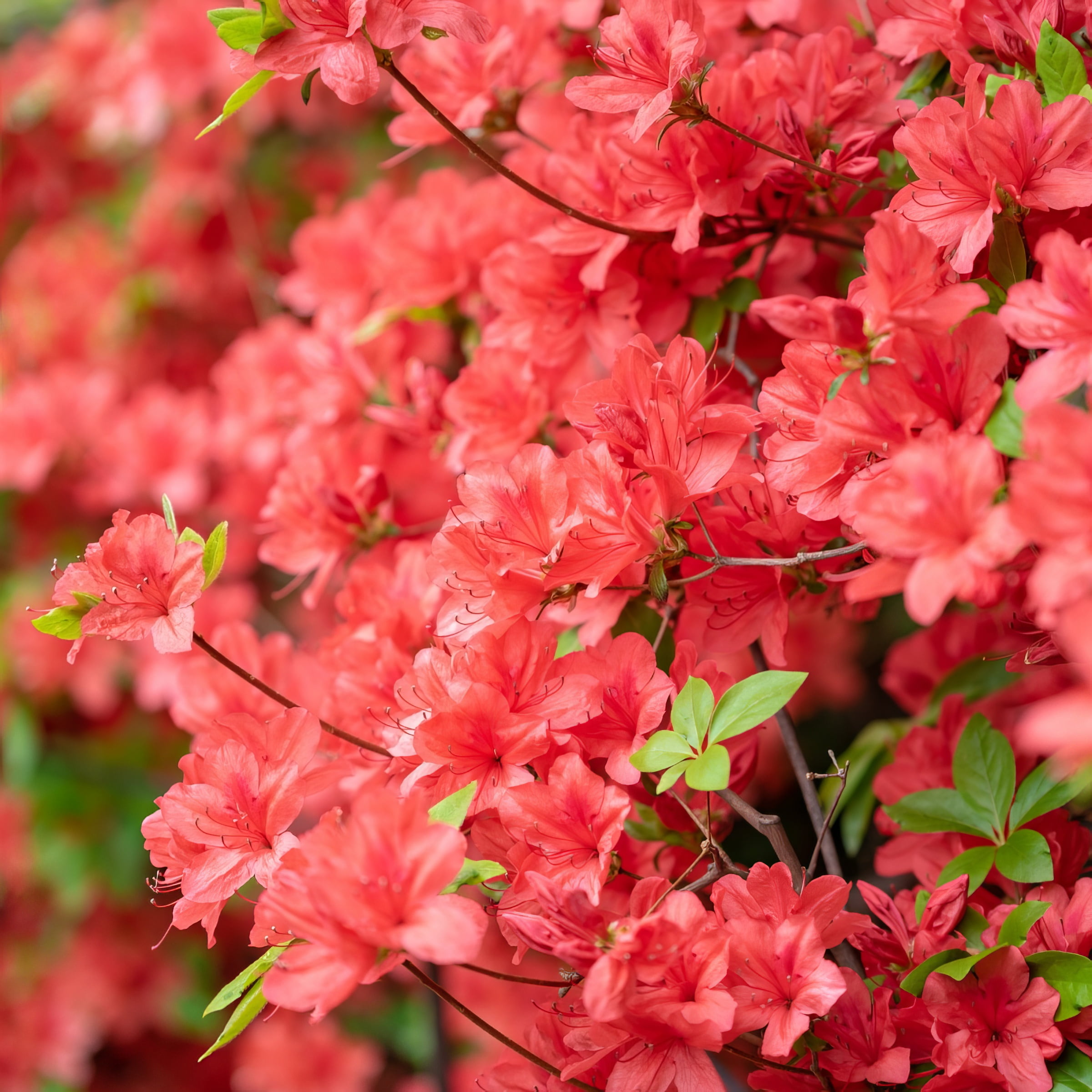 National Plant Network 3 gal Azalea Flame Creeper Live Shrub with Partial Shade Conditions