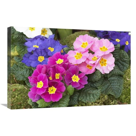 20 x 30 in. Primrose Flowers Art Print - Visionspictures