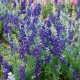 thumbnail image 2 of Outsidepride Larkspur Blue Spire - 2000 Seeds, 2 of 2