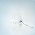 thumbnail image 3 of Irthum, Mathieu 12x12 Black Modern Framed Museum Art Print Titled - Drops And Stem, 3 of 5
