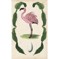 thumbnail image 3 of McCavitt, Naomi 10x14 Black Modern Framed Museum Art Print Titled - Antiquarian Menagerie - Flamingo II, 3 of 5