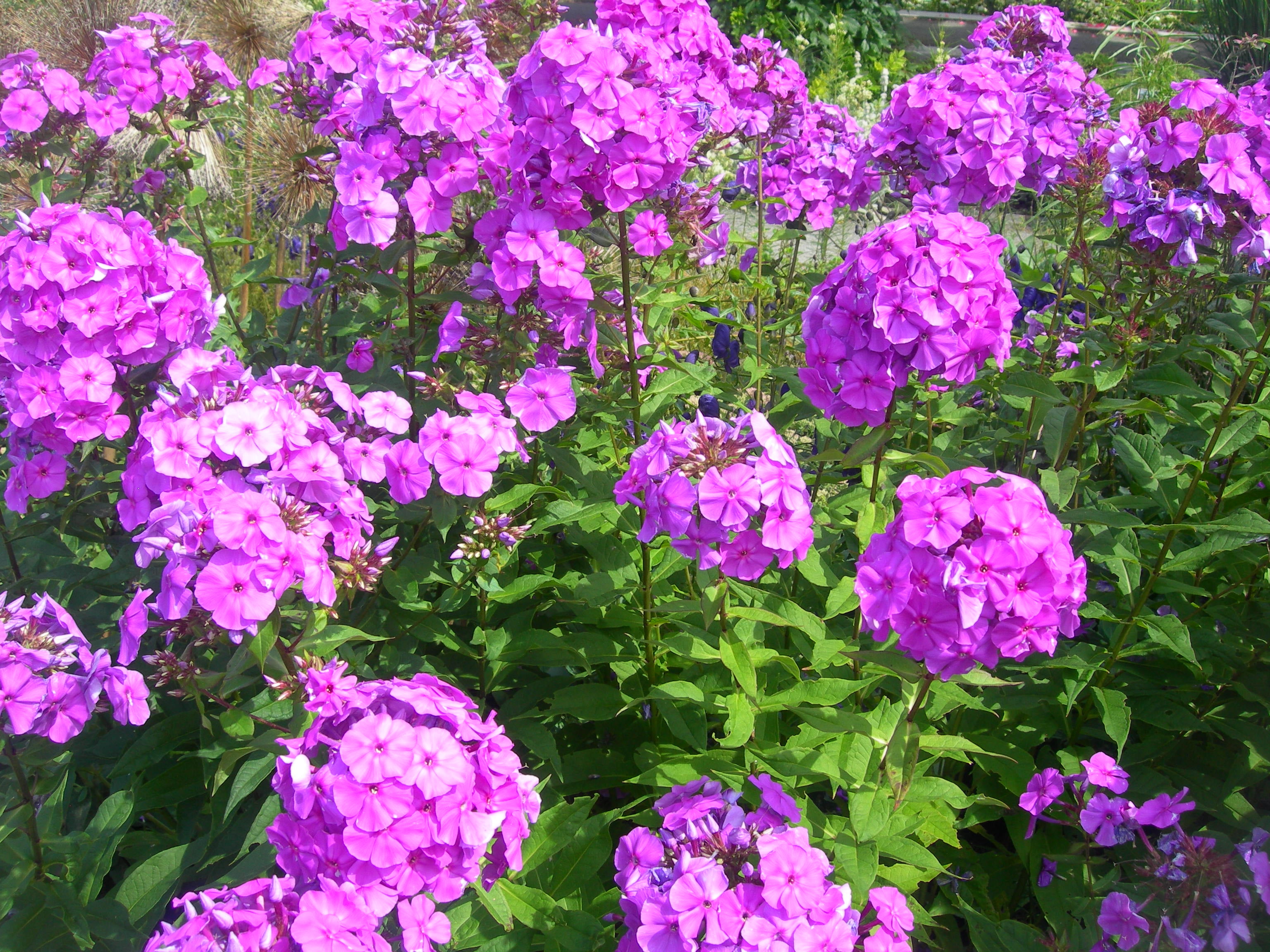 1g Phlox Subulata Walmart Com Walmart Com