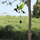 thumbnail image 5 of 2PC Colorful Bird Garden Birds Wind Chimes Window Balcony Hummingbird Decoration Hanging Window Pendant Family Window Decoration, 5 of 5