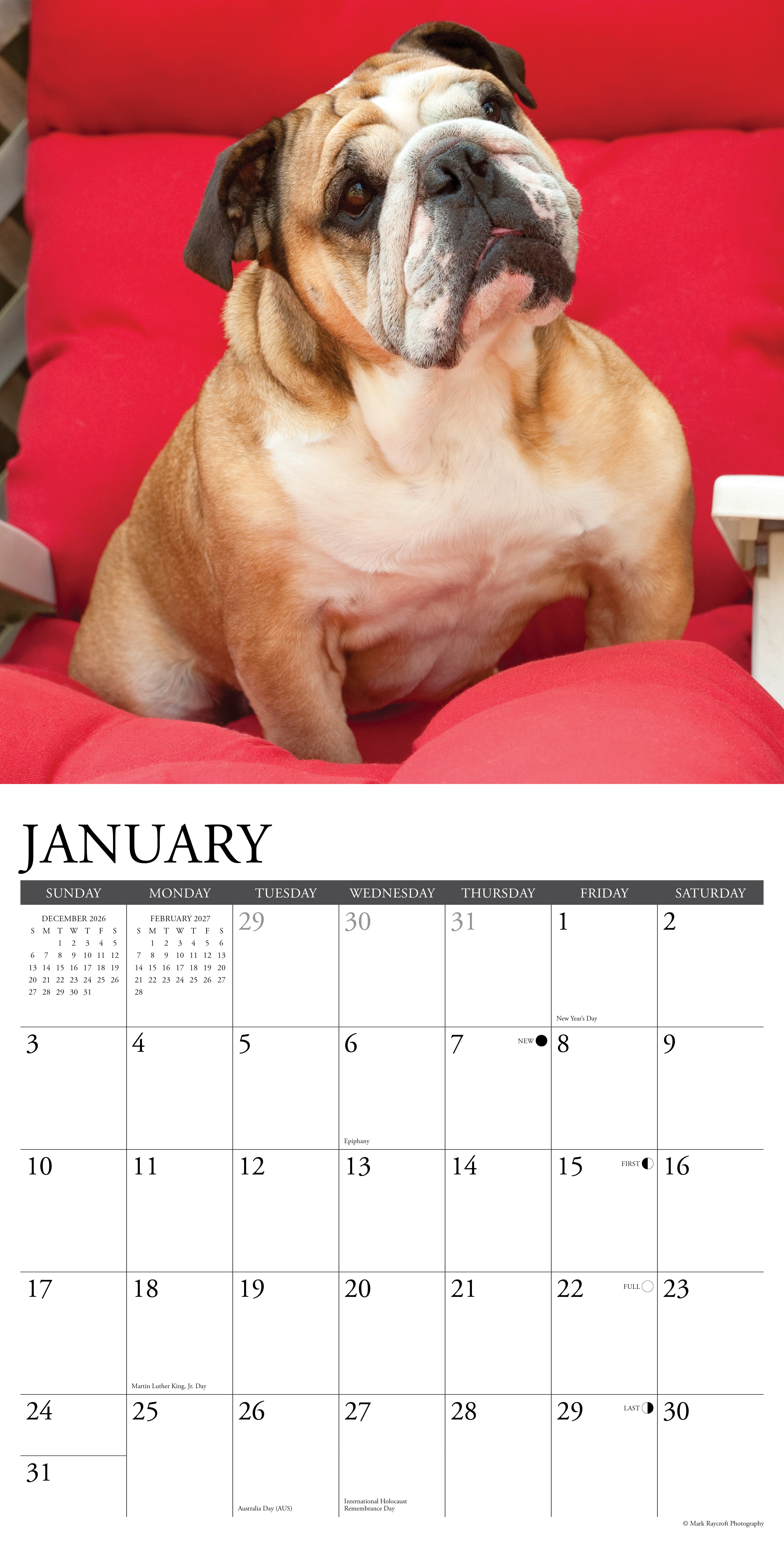 Willow Creek Press, Bulldogs 2027 Wall Calendar