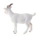 thumbnail image 5 of 2 Uds.Modelos de Salvajes / , Simulación de Juguete, de Cabra, de Acción, Modelo, Juguetes Educativos para , Ju Yotijar Figura de juguete de animal, 5 of 10
