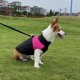 thumbnail image 5 of Abrigo para perros de otoño/invierno, chaleco para mascotas, chaqueta impermeable de algodón para perros, abrigo para cachorros, chaqueta abrigada para perros (S, rosa), 5 of 5