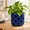 Blue, variant on Modern Ceramic Pots For 6.7" Nordic Planters Indoor