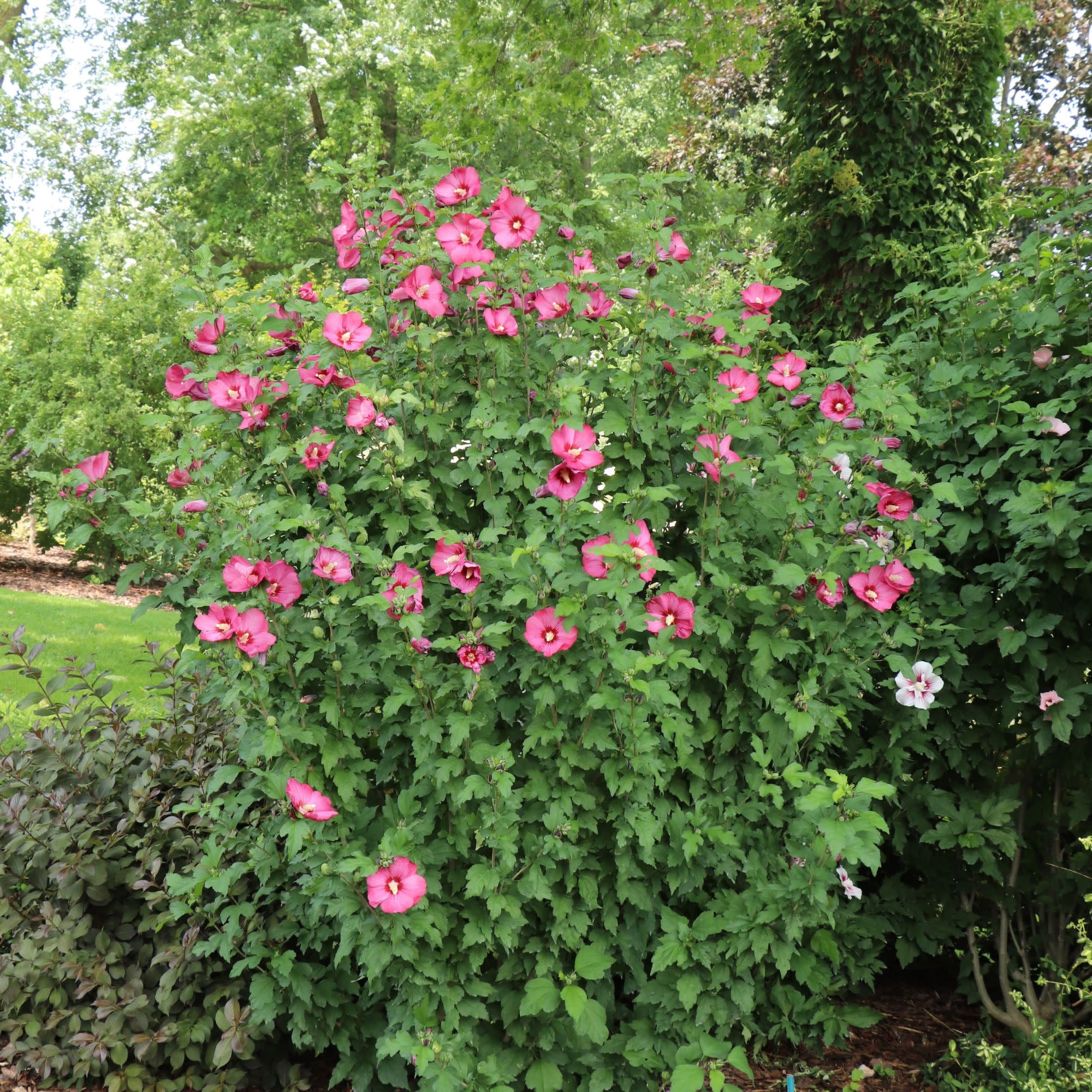 Proven Winners ColorChoice 5" Pink Paraplu Red Rose of Sharon Live Plant in 4.5" Pot (4 Count)