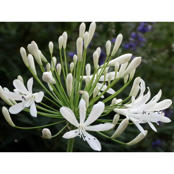 Agapanthus Getty White - 10 Live Plants - Blooming Groundcover Grass