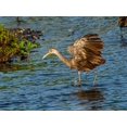 thumbnail image 2 of Friel, Bernard 32x25 Gold Ornate Wood Framed with Double Matting Museum Art Print Titled - USA-Florida-Sarasota-Myakka River State Park-Wading Bird-Feeding-Limpkin, 2 of 4