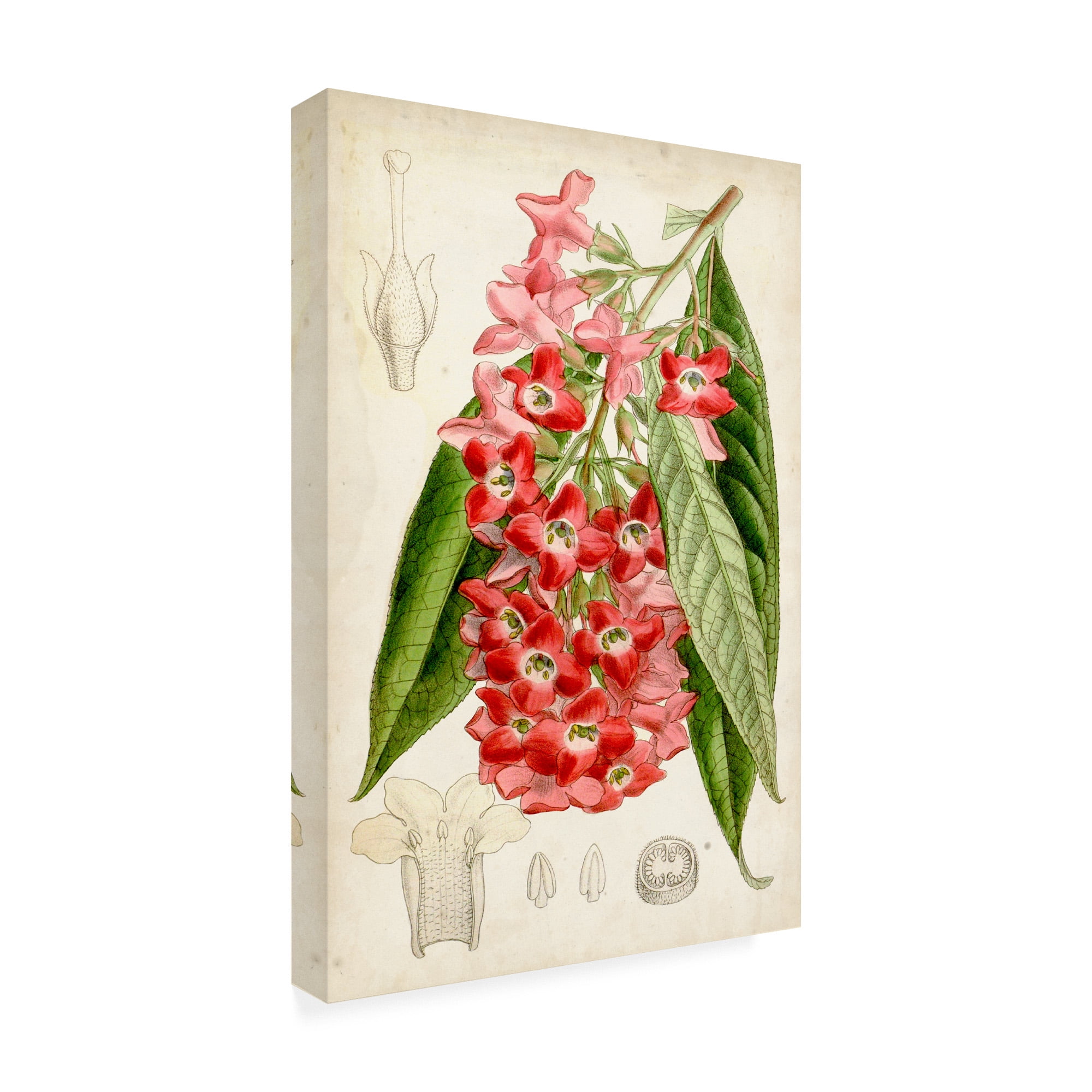 Trademark Fine Art 'Tropical Gems IV' Canvas Art by Curtis
