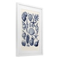 thumbnail image 3 of Stupell Industries Conch & Creature Collection White Framed Print Under Glass, design by LSR Design Studio, 20 x 14, 3 of 10