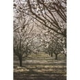 thumbnail image 3 of Mossholder, Tim 11x14 Black Modern Framed Museum Art Print Titled - Almond Orchard, 3 of 5