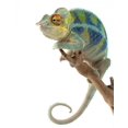 thumbnail image 2 of Ambanja Panther Chameleon Wall Decal by Wallmonkeys Peel and Stick Graphic (48 in H x 32 in W) WM121752, 2 of 4