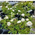 thumbnail image 6 of White Drift Groundcover Rose - Live Plant - ( 1 QT ) - Full Sun - Repeat Blooms, 6 of 8