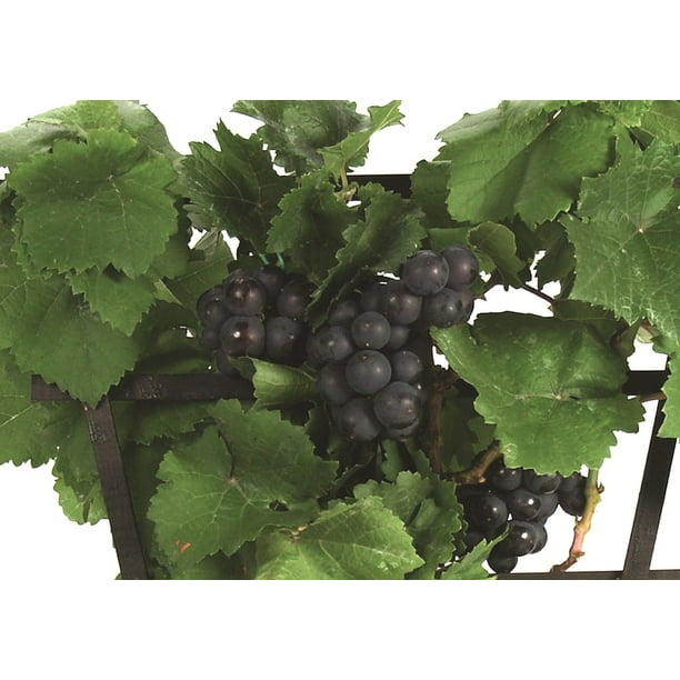 Amazing Pixie Pinot Meunier Grape Vine Plant 2.5" Pot