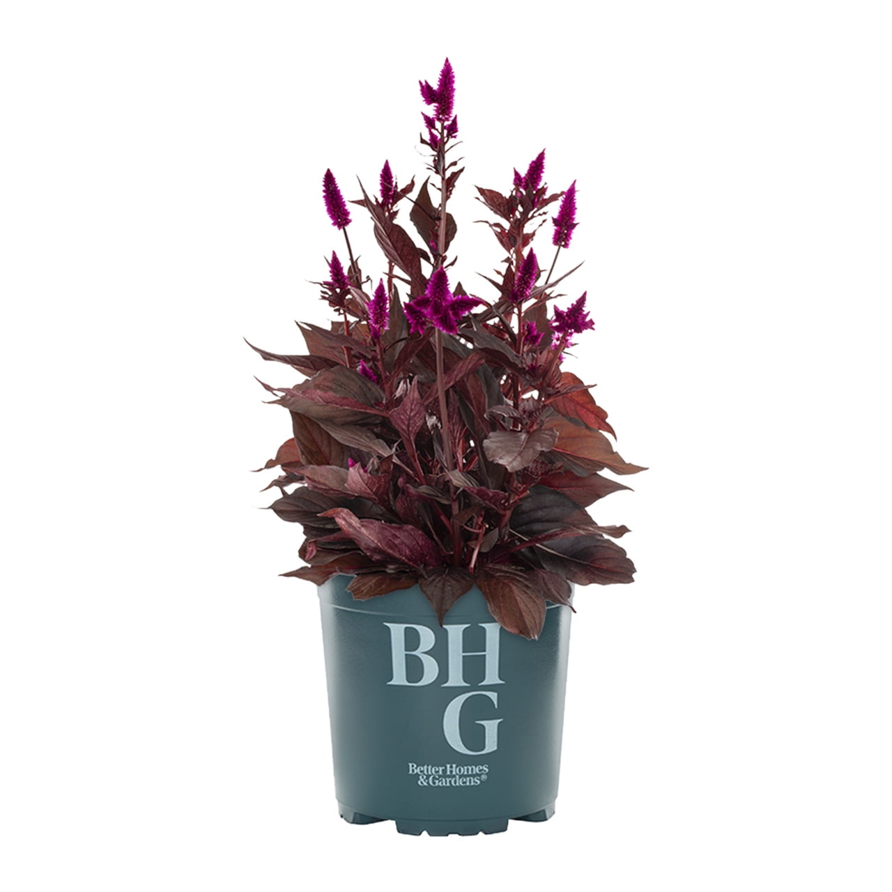 Better Homes & Gardens 2QT Purple Celosia Live Annual Plant Sun 3-Pack
