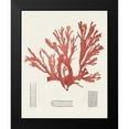 thumbnail image 2 of Unknown 20x24 Black Modern Framed Museum Art Print Titled - Vintage Coral Study IV, 2 of 5