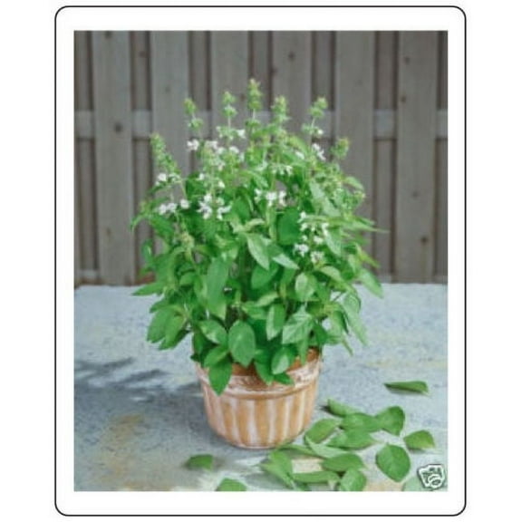 Basil Lemon Great Garden Herb BULK 10,000 Seeds