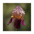 thumbnail image 2 of Gango Home Decor Annemarie's Irises I by Rita Crane (Printed on Paper); One 24x24in Fine Art Paper Giclee Print, 2 of 4