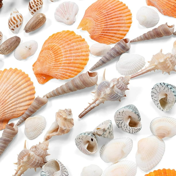 Basket of Sea Shells, Mixed Natural Mater